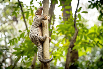 Imagen de Pequeños viajes animales: Supervivencia - 9