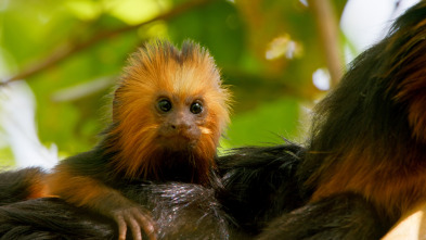 Imagen de Pequeños viajes animales: Supervivencia - 13