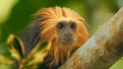 Imagen de Pequeños viajes animales: Supervivencia - 14