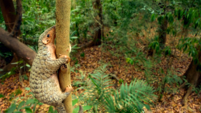 Imagen de Pequeños viajes animales: Supervivencia - 15