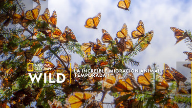 Imagen de La increíble migración animal  - 2