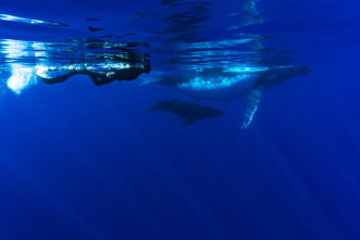 Ballenas con Steve Backshall 