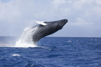 Ballenas con Steve Backshall 