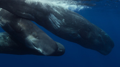 Ballenas con Steve...: Las ballenas y nosotros