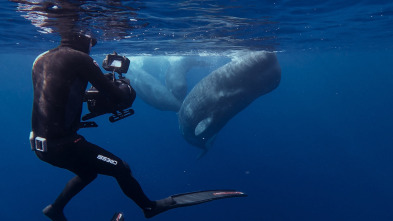 Ballenas con Steve...: Las ballenas y nosotros