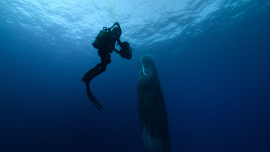 Ballenas con Steve...: Las ballenas y nosotros