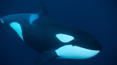 Ballenas con Steve...: Cazadoras
