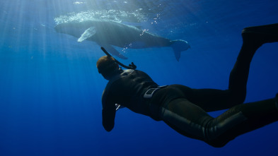 Ballenas con Steve...: Viajeras