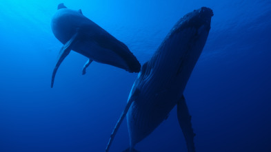 Ballenas con Steve...: Viajeras