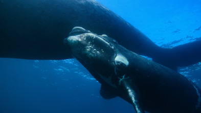 Ballenas con Steve...: Viajeras