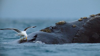 Ballenas con Steve...: Viajeras