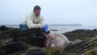 Ballenas con Steve...: Supervivientes