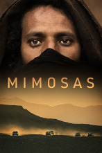Imagen de Mimosas - 1