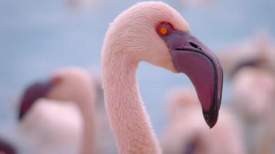 Imagen de La increíble migración...: Persiguiendo las lluvias africanas - 1