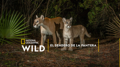 Imagen de El sendero de la pantera - 2