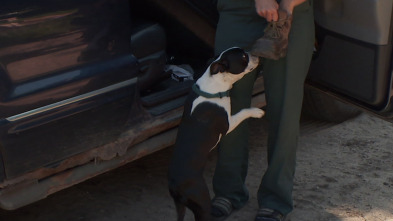 Imagen de El Increíble Doctor Pol: Cachorro nuevo en la oficina - 1