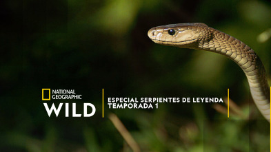 Imagen de Especial Serpientes de Leyenda  - 2