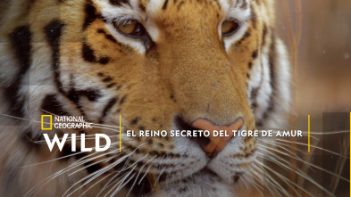 Imagen de El reino secreto del tigre de Amur - 2
