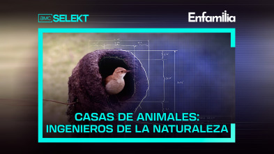 Casas de animales: ingenieros de la naturaleza 