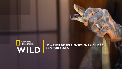 Imagen de Lo mejor de Serpientes en la ciudad  - 2