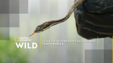 Imagen de Lo mejor de Serpientes en la ciudad  - 2