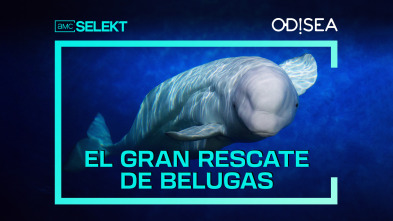 El gran rescate de belugas 
