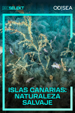 Islas Canarias: naturaleza salvaje 
