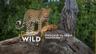 Predador vs. presa 