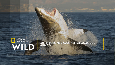 Imagen de Los tiburones más peligrosos del mundo - 2