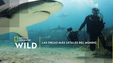 Imagen de Las orcas más letales del mundo - 2