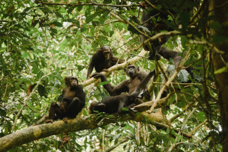 Imagen de Mamíferos: En el bosque - 2