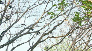 Imagen de Mamíferos: En el bosque - 9