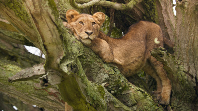 Imagen de Mamíferos: En el bosque - 12