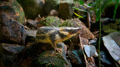 Imagen de Mamíferos: En el bosque - 16