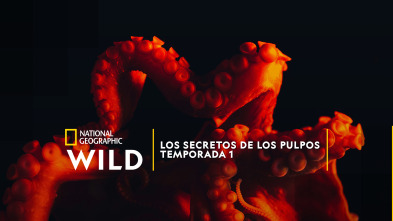 Imagen de Los secretos de los pulpos  - 2