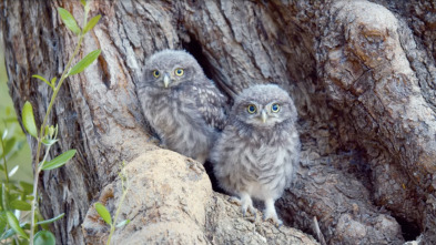 Imagen de Mediterráneo salvaje: El corazón - 1