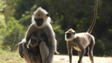 Monkey City: La ira del dios mono