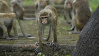 Monkey City: Aquí están los dragones