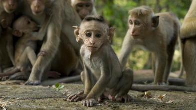 Imagen de Monkey City: Hacia el infierno de los humanos - 2