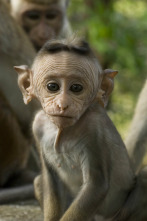 Imagen de Monkey City: Hacia el infierno de los humanos - 1