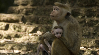 Monkey City: Monstruos en el mercado