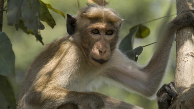 Monkey City: La rebelión de los Garras Negras
