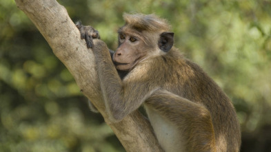 Monkey City: Entre bastidores