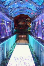 Acuarios XXL (T6): Cambio de imagen para Bellagio