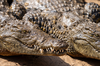 Imagen de Hipopótamos y cocodrilos con Steve Backshall  - 4
