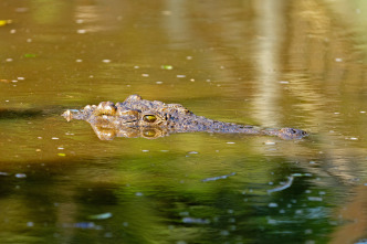 Imagen de Hipopótamos y cocodrilos con Steve Backshall  - 5