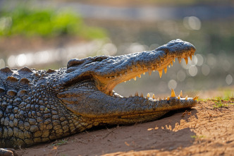 Imagen de Hipopótamos y cocodrilos con Steve Backshall  - 6