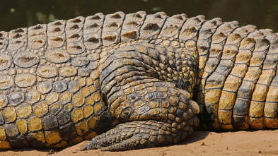 Imagen de Hipopótamos y cocodrilos con Steve Backshall  - 7