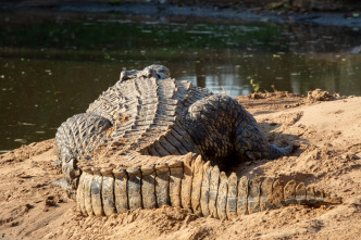 Imagen de Hipopótamos y cocodrilos con Steve Backshall  - 8