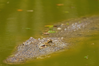 Imagen de Hipopótamos y cocodrilos con Steve Backshall  - 9